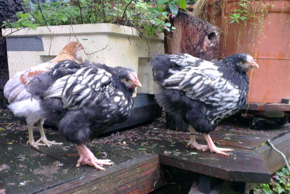 03062016 coquelets orpington argentes de 2 mois