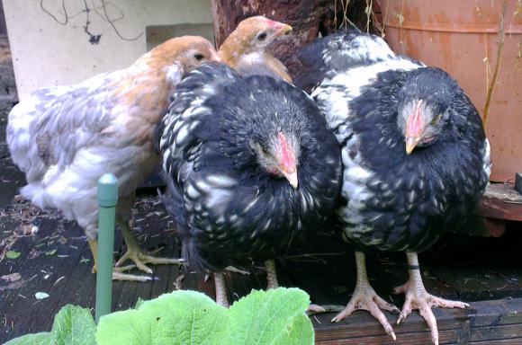 03062016 coquelets orpington argentes et poulettes araucana saumon dore bleu