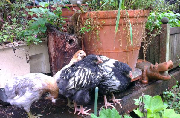03062016 coquelets orpington et poulettes araucana