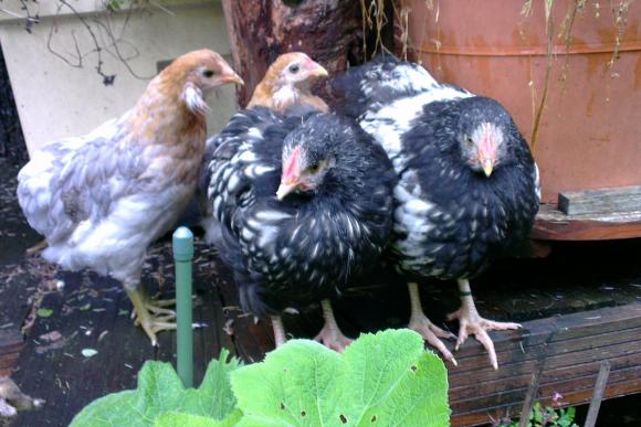 03062016 deux coquelets orpington argente avec poulettes araucana 2