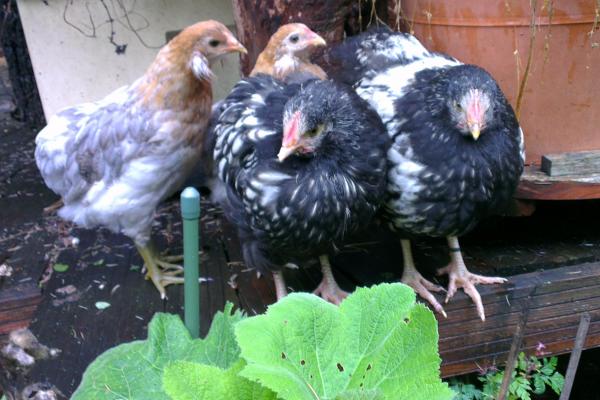 03062016 deux coquelets orpington argente avec poulettes araucana