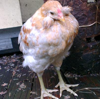 03062016 jeune araucana saumon dore bleu avec oreillards