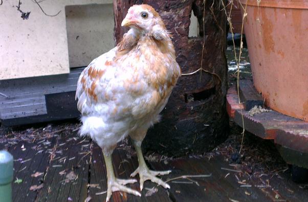 03062016 jeune araucana saumon dore bleu