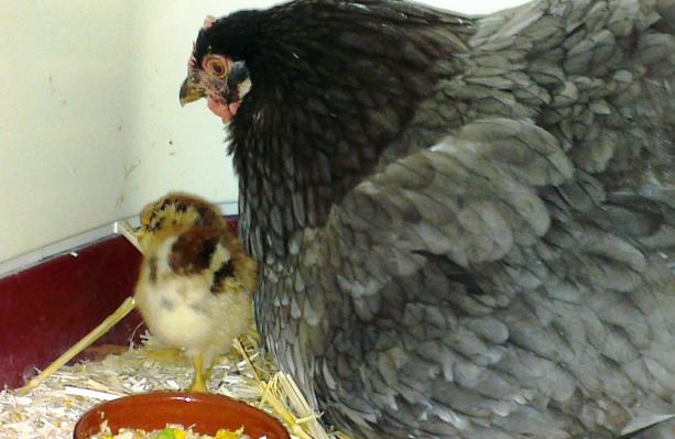 03062016 mere poule et son poussin araucana de dos