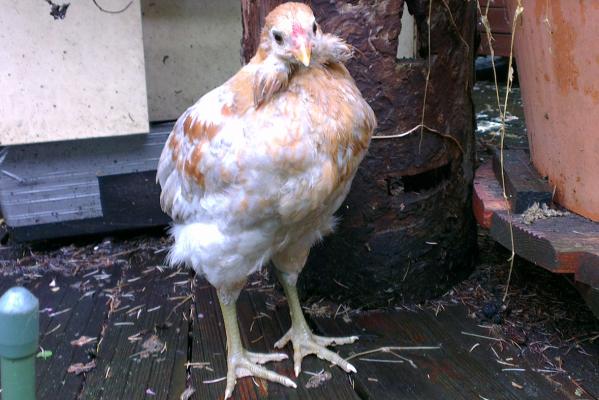 03062016 poulette ou coquelet araucana de 2 mois