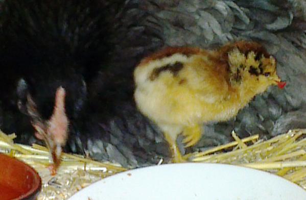 03062016 poussin araucana de 2 jours qui s enfuit avec un morceau de tomate