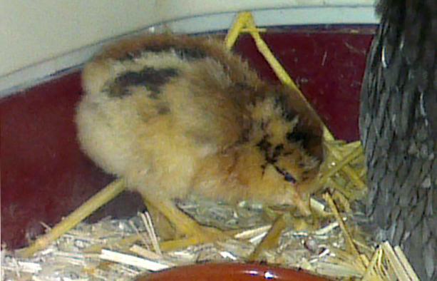 03062016 poussin araucana saumon dore de 2 jours 1