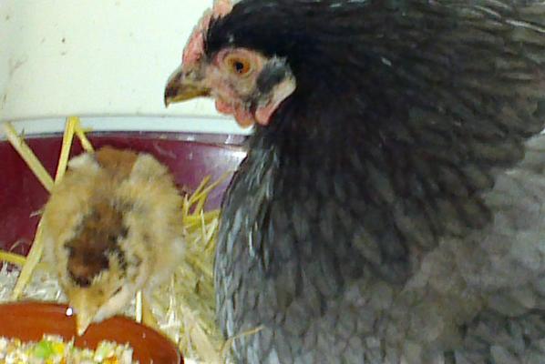 03062016 takinou a deja bon appetit