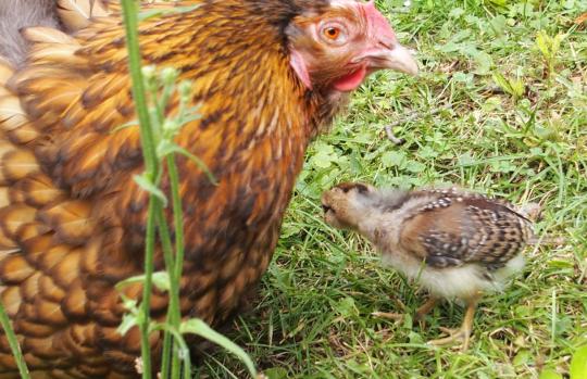 03072015 liserette poule odal avec poussin araucana