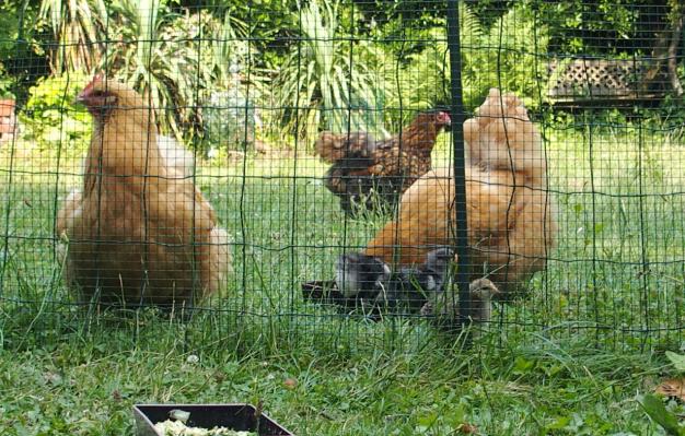 03072015 meres poules orpington et poussin dans le jardin