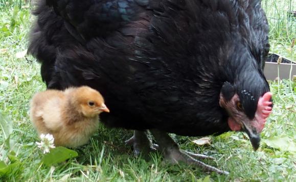 03072015 tipex poussin ofaln de 5 jours 2