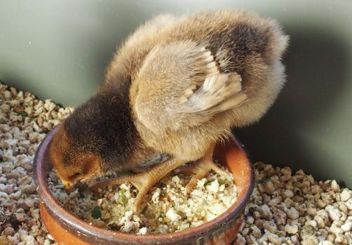 04032015 pattes dans patee