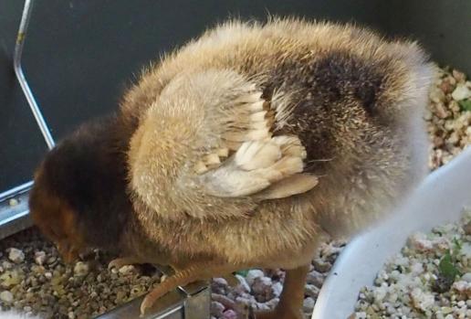 04032015 poussin ofaln 1 semaine 2