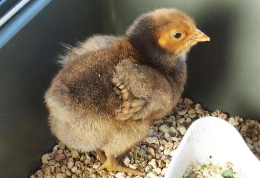 04032015 poussin timide 1