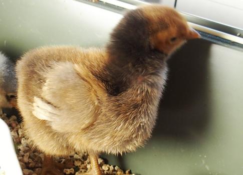 04032015 poussin timide