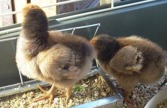 04032015 poussins ofaln 1 semaine 3