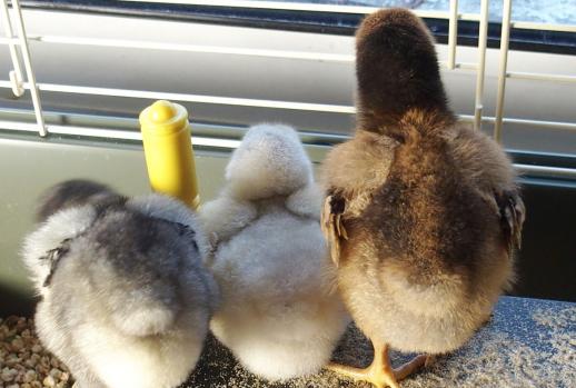 04032015 poussins ofaln 1 semaine 4