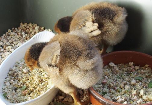 04032015 poussins ofaln et patee