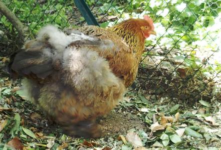 04062015 dindonnette poule cochin perdrix