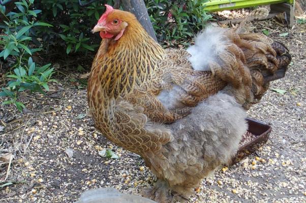 04062015 perette poule cochin perdrix 1 an