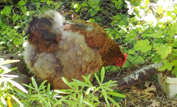 04062015 poule cochin craintive qui picore dans un coin