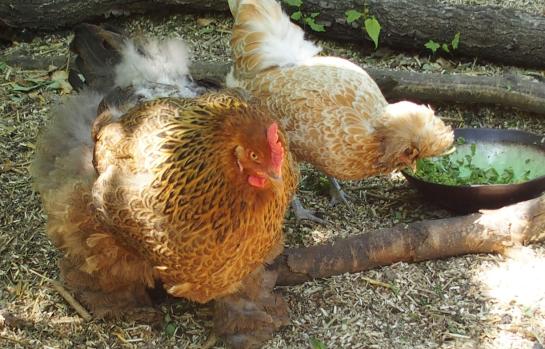 04062015 poule cochin perdrix craintive