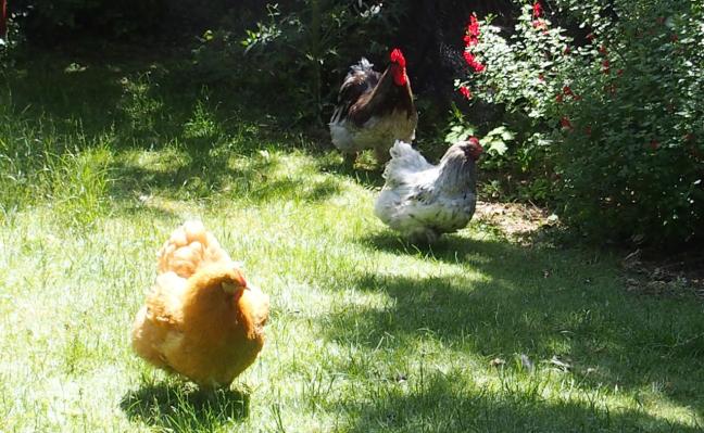 04062015 poules orpington et coq cochin