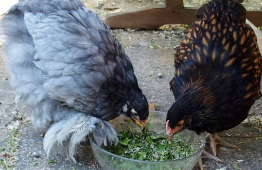 04062015 poulettes cochin bleue et ofaln de 10 semaines