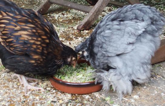 04062015 poulettes cochin et ofaln et plat de verdure