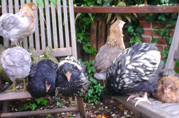 04062016 coquelets et poulette orpington avec poulettes araucana