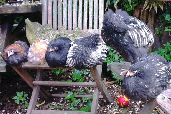 04062016 jeunes orpingtons argentes perches sur des chaises