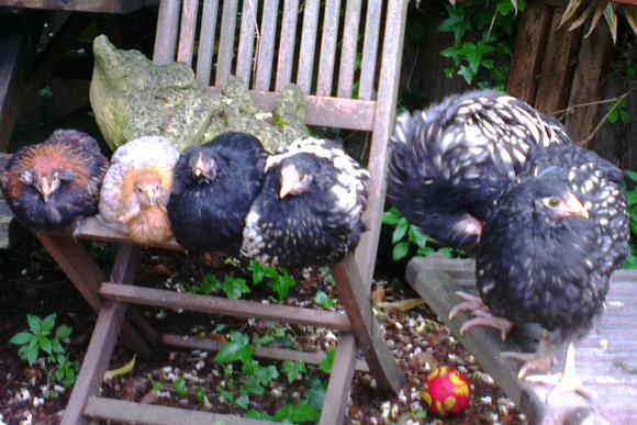 04062016 jeunes orpingtons et araucanas sur des chaises