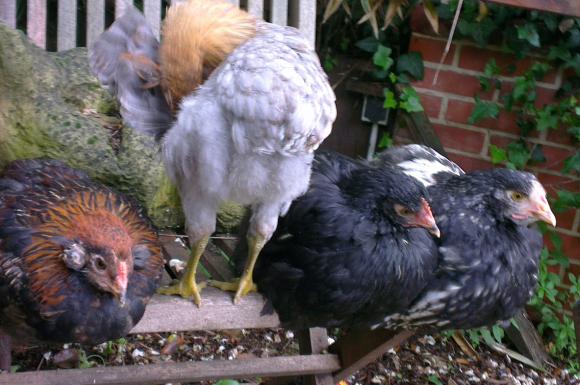 04062016 jeunes orpingtons perches avec araucanas
