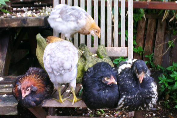 04062016 poulette et coquelet orpington avec poulettes et coquelet araucana