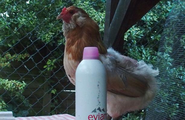 04072015 chouppi sur le poulailler