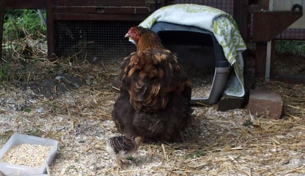 04072015 liserette couche tac 1