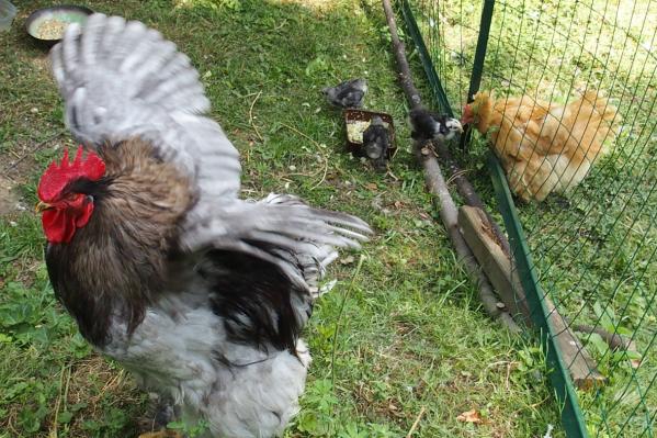 04072015 patty coq cochin bleu bat des ailes