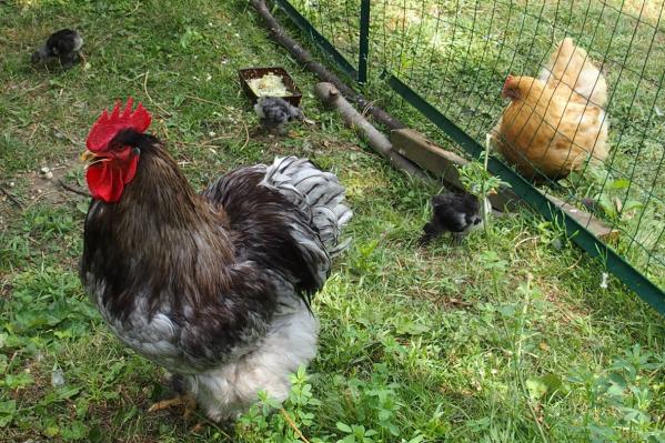 04072015 patty coq cochin bleu qui a chaud