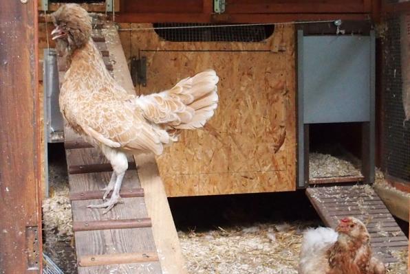 04072015 poule padoue et poule araucana qui ont chaud