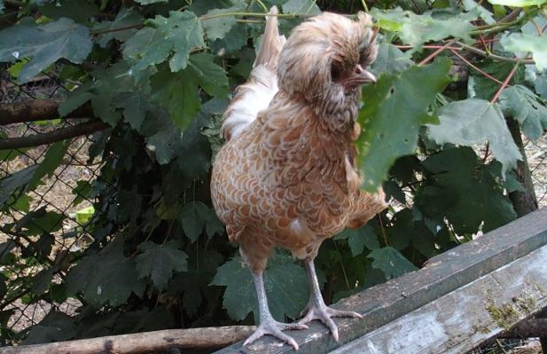 04072015 poule padoue perchee avant le coucher