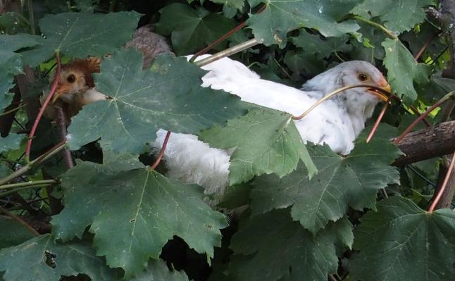 04072015 poules coquines perchees avant coucher