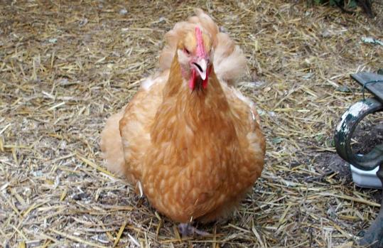 04072015 smoothie appelle tic