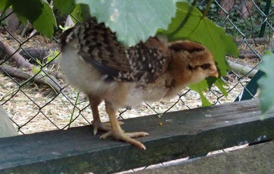 04072015 tac poussin araucana perche en haut du banc 1