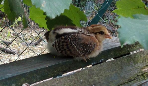04072015 tac poussin araucana perche en haut du banc