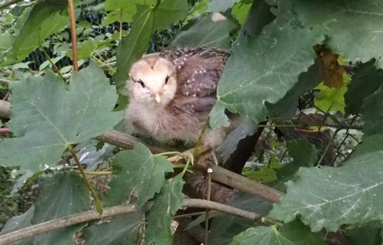 04072015 tic poussin araucana dans l arbre