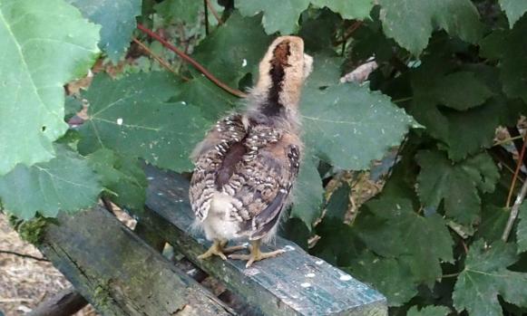 04072015 tic poussin araucana sur le haut du banc