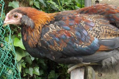 04072016 andro coquelet araucana de 3 mois