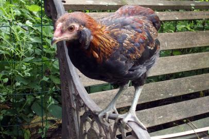 04072016 coquelet araucana avec des toupets
