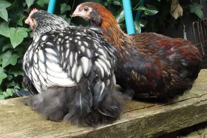 04072016 coquelets araucana et orpington