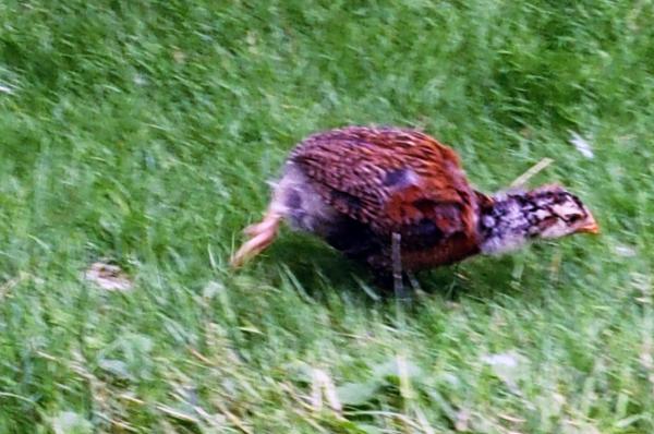 04072016 rouzig chasse